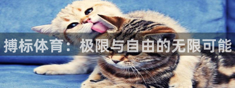 双赢平台4代理